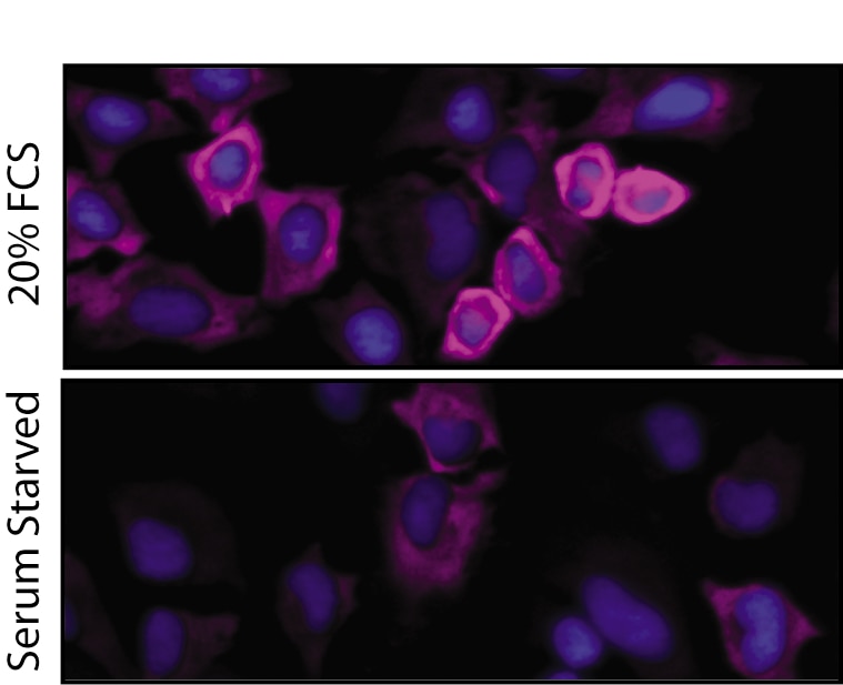 560432_bioimage.png